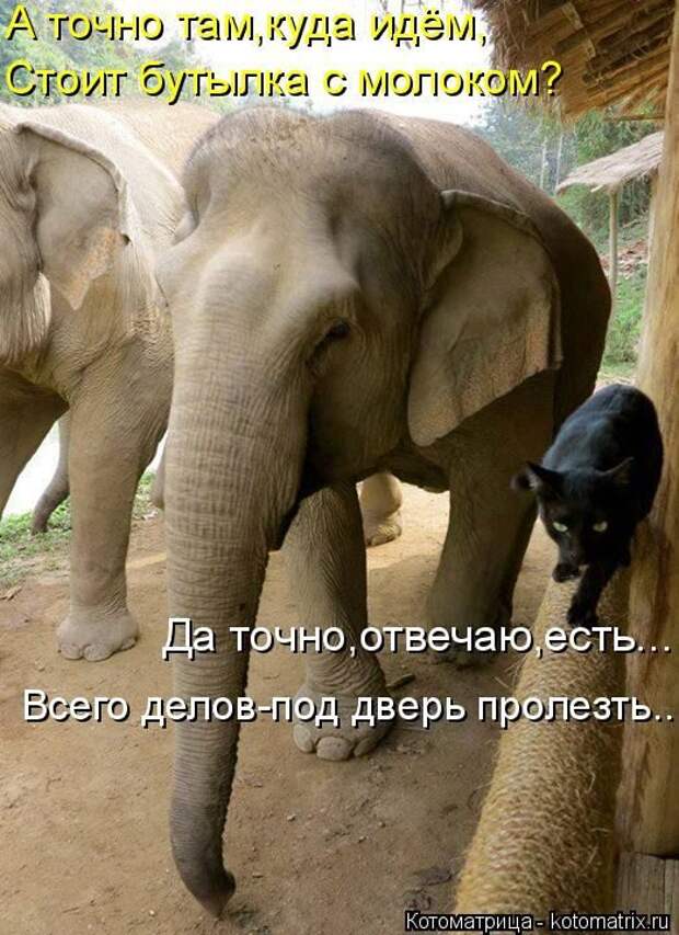 Лучшие котоматрицы недели