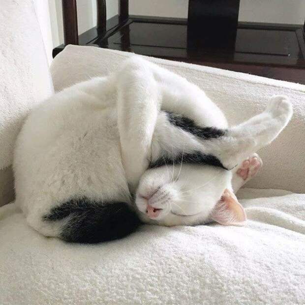 Фотография: 33 котика, которые заснули в самых удивительных и необычных позах №21 - BigPicture.ru