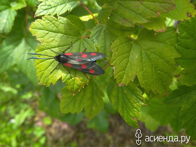 Наши соседи по даче, друзья или враги? (Часть 2)