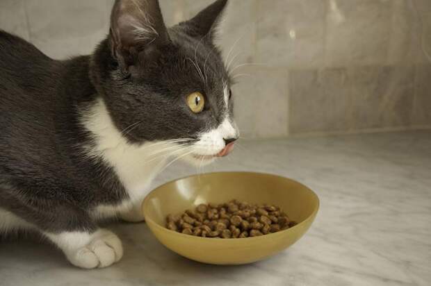 Из чего делают кошачий корм? Обзор кормов для кошек и сравнение по составу