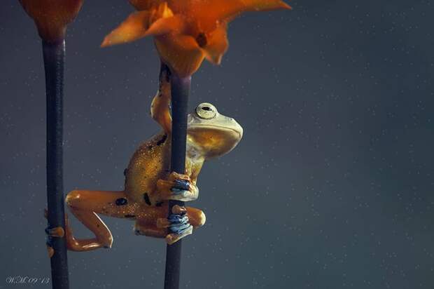 Заманчивый мир лягушек в макрофотографии Уила Мийера (Wil Mijer)