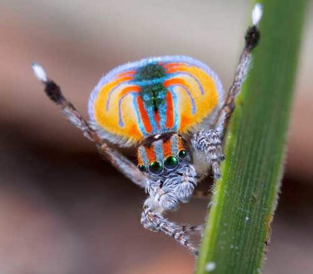 Самые красивые и милые пауки в мире — фото, названия и описание