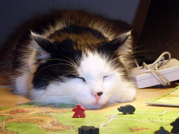 Коты,кошки,котята...