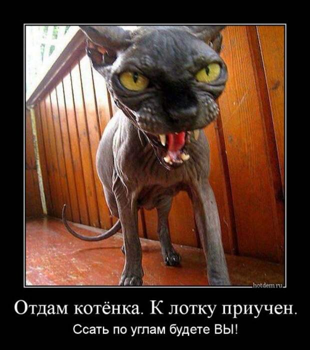 Демотиваторы в пятницу (11 шт)