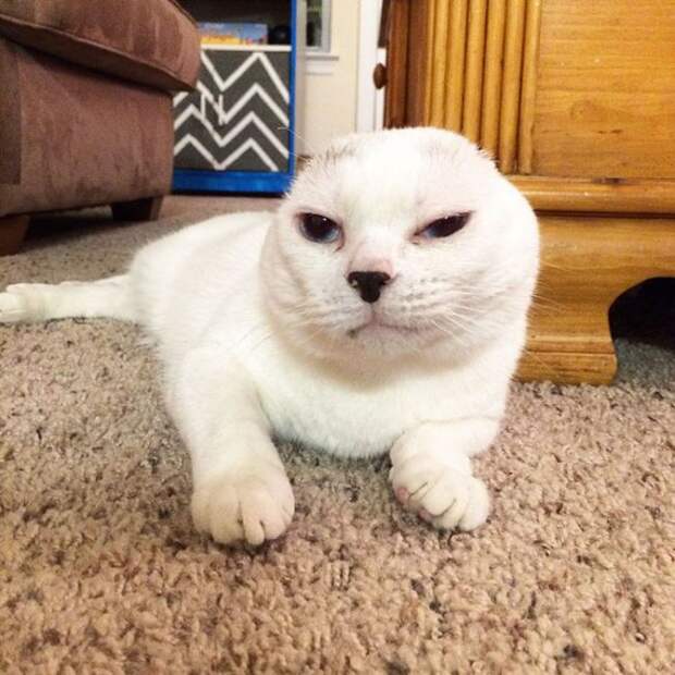 Безухий кот обрел любящую хозяйку