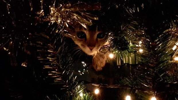 Новогодние коты животные, кот, новый год, рождество