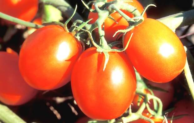 Органические томаты