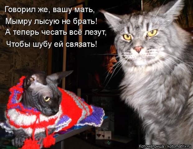 Котоматрица: Говорил же, вашу мать, А теперь чесать всё лезут, Чтобы шубу ей связать! Мымру лысую не брать!