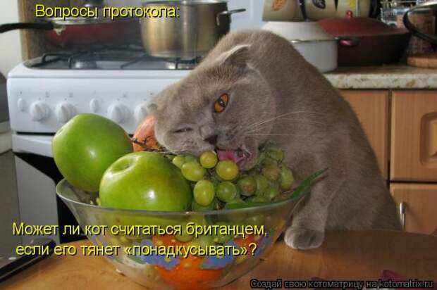 Лучшие котоматрицы недели (50 фото) Лучшие котоматрицы недели (50 фото)