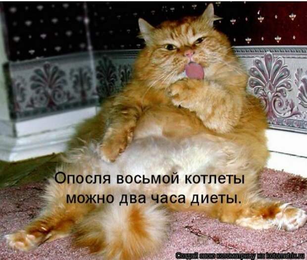 Лучшая котоматрица за неделю (31 шт)