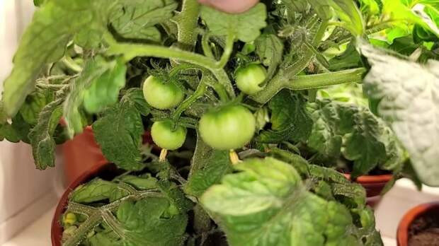 Секреты выращивания томатов в домашних условиях