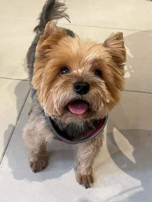 Кинолог Голубев: собака в мороз может манипулировать хозяином