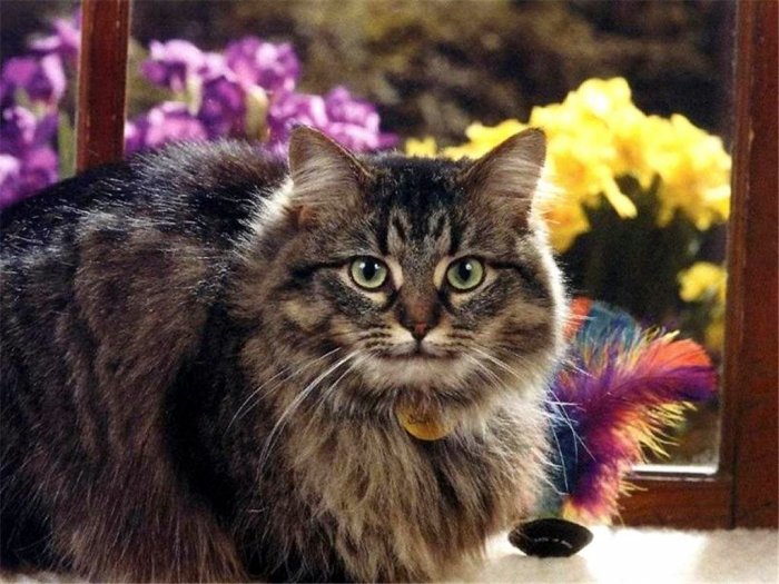 Коты,кошки,котята...