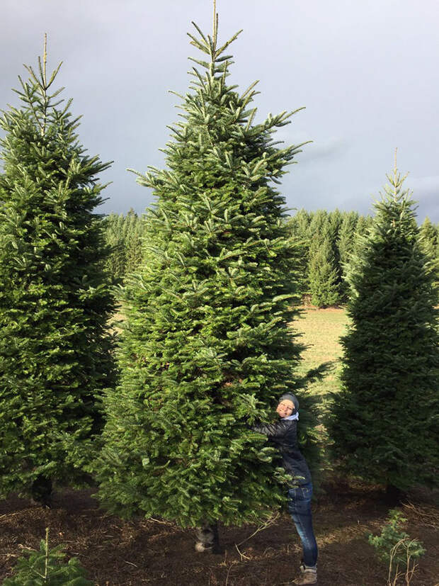 20ft-christmas-tree-cut-in-half-roof-2
