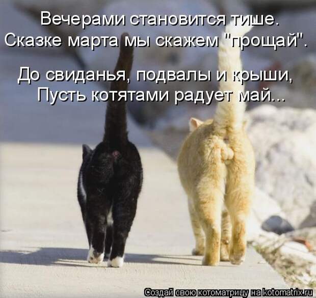 Котоматрицы
