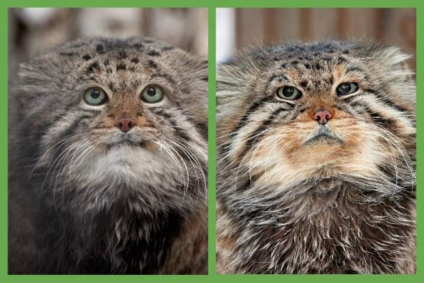 Знаменитые манулы Зеленогорск и Караганда умерли в Новосибирском зоопарке