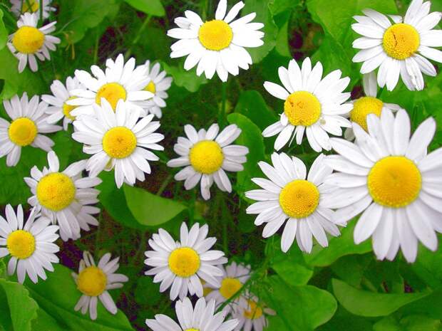 скромные девчонки