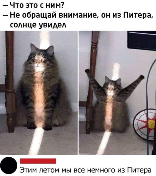 Когда ты из Питера Когда ты из Питера