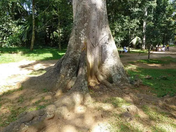 Анчар (дерево) : описание
