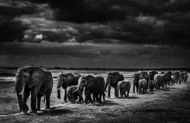 черно белые фотографии африканской дикой природы (7)