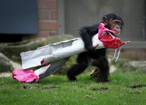 13-месячный детеныш шимпанзе несет свой подарок к Рождеству в зоопарке Сиднея