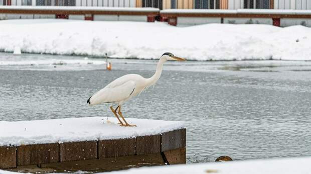 До -3. О погоде в Барнауле 26 декабря