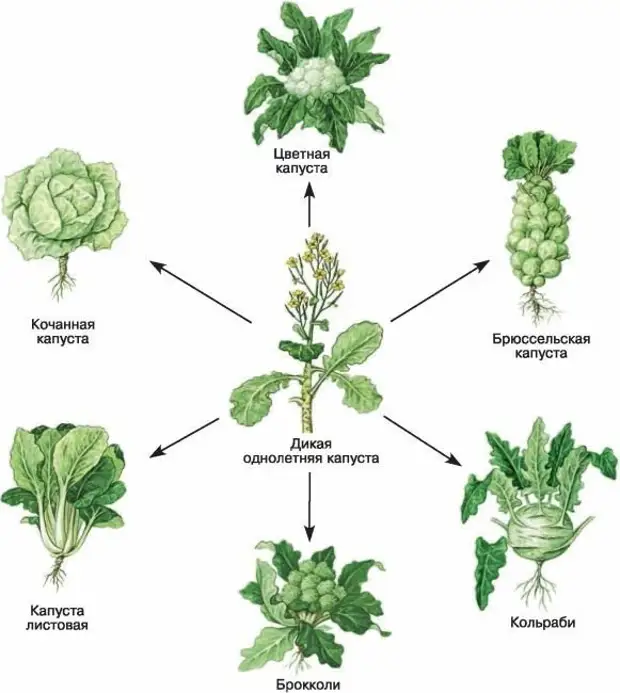 Сорта капусты рисунок