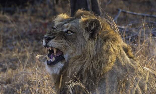 Посетители сафари стали очевидцами нападения львов на парня, забравшегося за ограду видео, дикая природа, животные, интересное, лев, нападение, фото