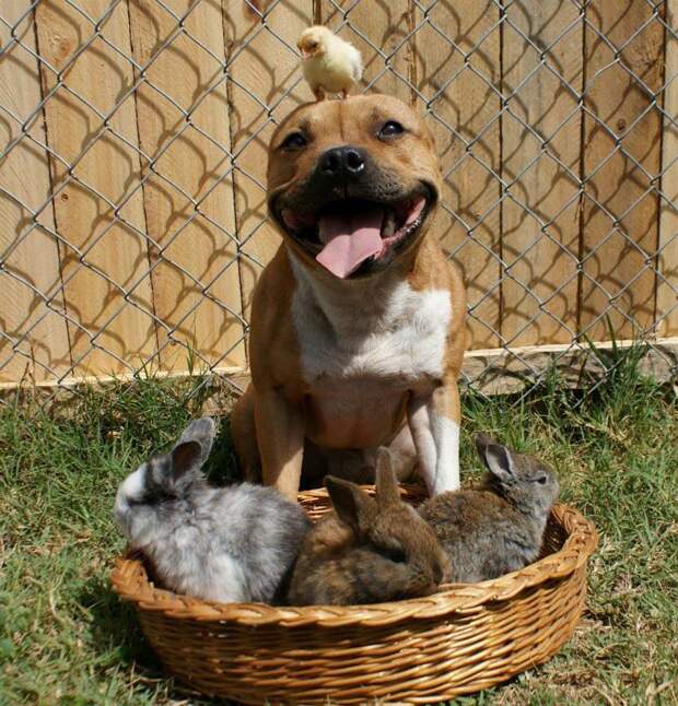 Бум - питбуль, который любит кроликов the Pit Bull who Loves Birds and Rabbits 3 Бум питбуль, который любит кроликов
