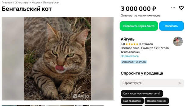 Безумно дорогой кот / Скриншот с сервиса 
