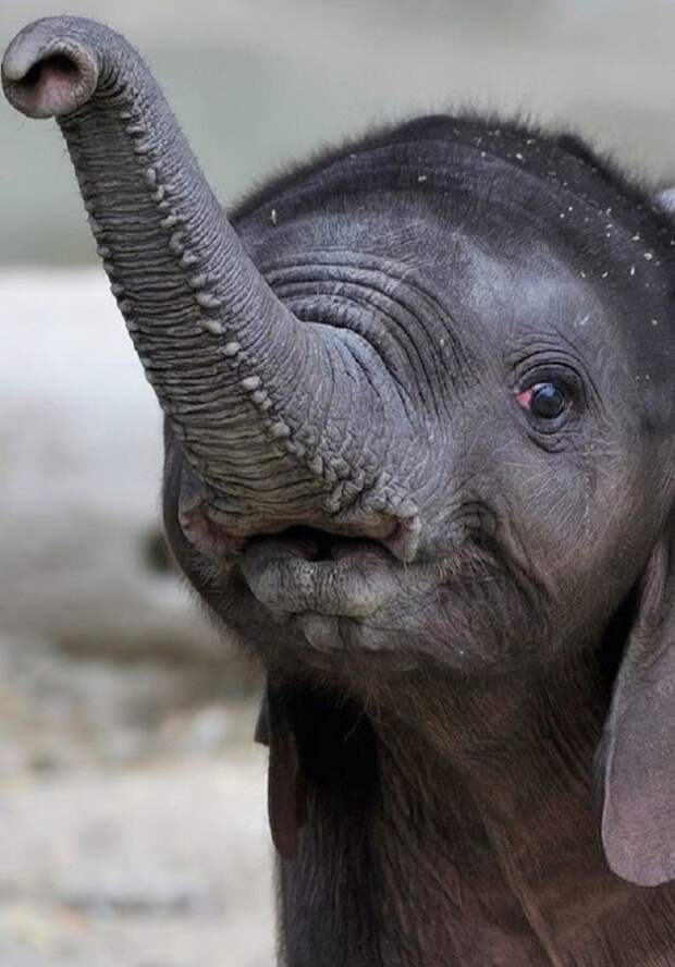 Слон — очень аккуратный зверь, ты слухам про него не верь