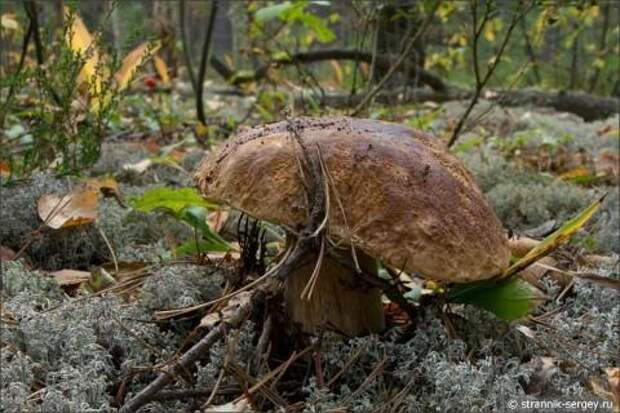 По грибы и ягоды в осенний лес фото 5