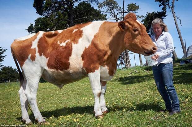 Святая корова! Кажется, Большой Му — самый крупный бычок в Австралии австралия, коровы, крупнейший бык