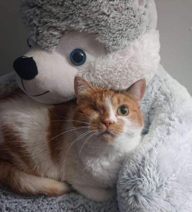 15+ человек, которые готовы со своих питомцев пылинки сдувать