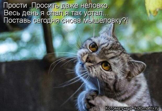 Лучшие котоматрицы недели (50 фото) Лучшие котоматрицы недели (50 фото)