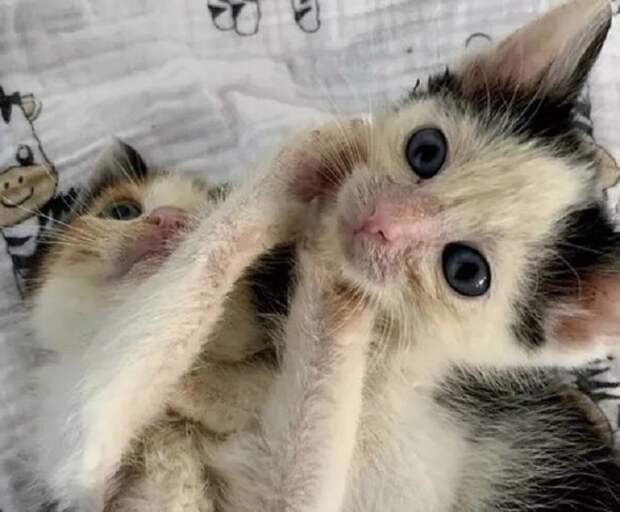 Котята в приюте Котята играют