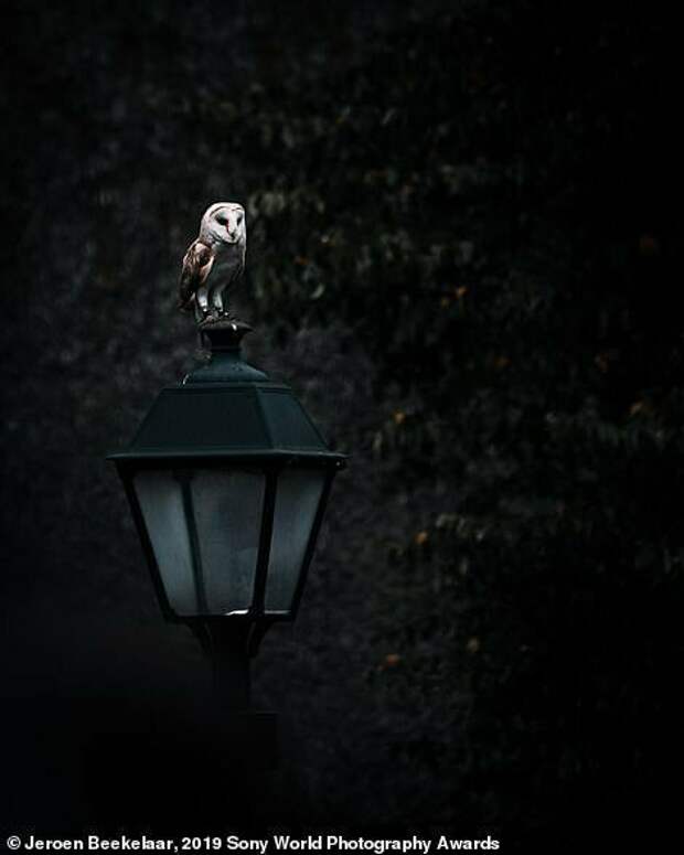 Завораживающие снимки финалистов конкурса Sony World Photography Awards 2019 Завораживающие снимки финалистов конкурса Sony World Photography Awards 2019