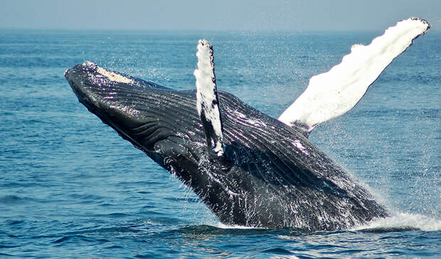 Ученые тренируются общаться с пришельцами на китах