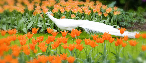 tulips33 tulips33 Самые яркие тюльпаны со всего света