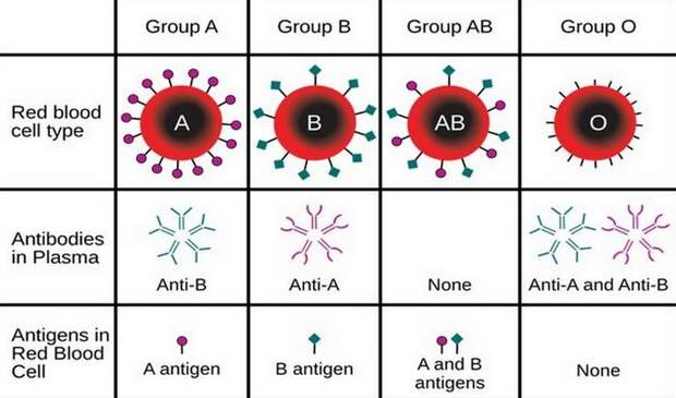 Группа «AB» является универсальной.