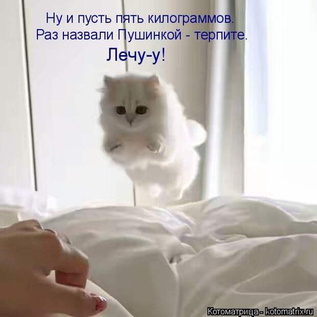 Лучшие котоматрицы недели (50 фото)
