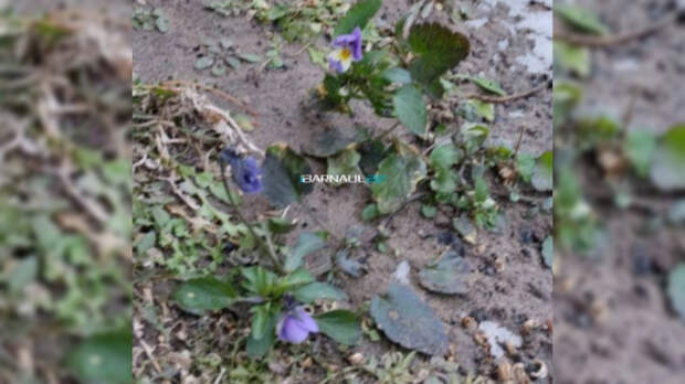 Наперекор погоде. В Барнауле зацвели анютины глазки