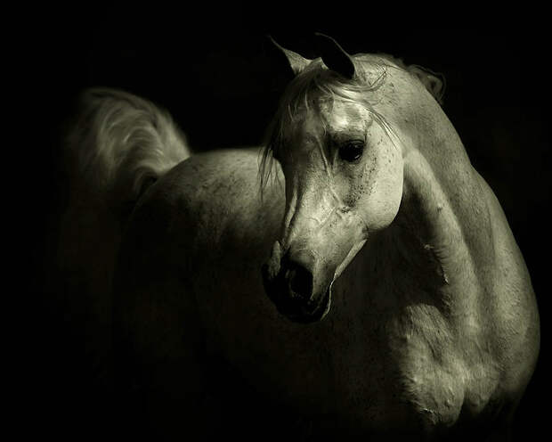3138 Сказочная красота   арабские и андалузские лошади