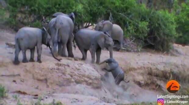 Группа слонов помогла слонёнку забраться на выступ, который он никак не мог покорить