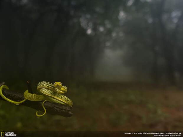2016-national-geographic-nature-photographer-of-the-year-winners-9-584fb795a81e3__880