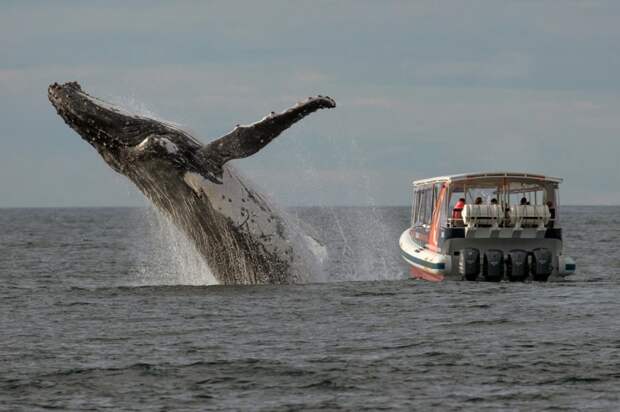 Искатели китов пропустили эту фантастическую сцену, просто посмотрев не в ту сторону кит, люди
