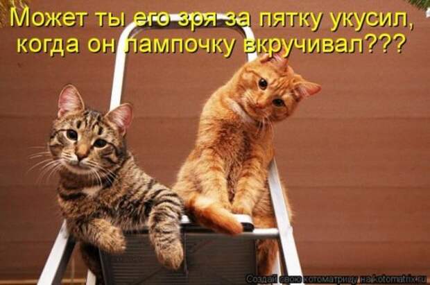 Лучшие котоматрицы недели (28 шт)