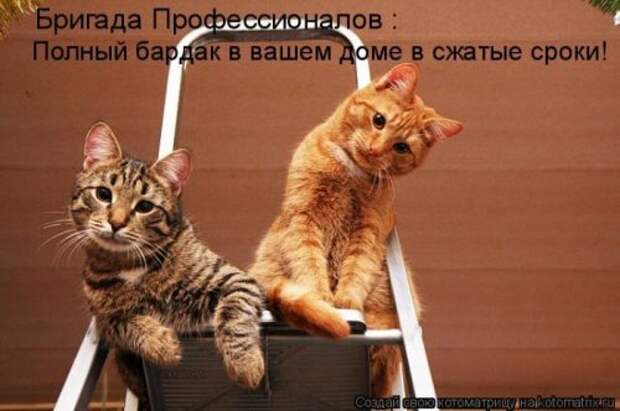 Лучшие котоматрицы недели, 35 шт.