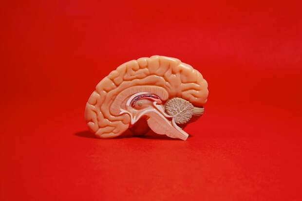 Science News: «молодые» органы, мозг и иммунная система продлевают жизнь Science News: «молодые» органы, мозг и иммунная система продлевают жизнь