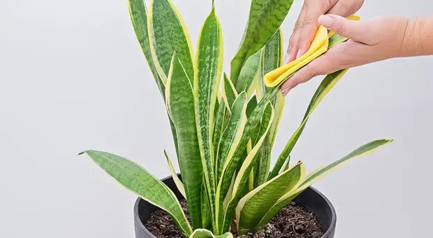 Сансевьера, щучий хвост или тещин язык - самое неубиваемое растение для вашего дома